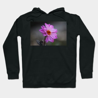 Purple Daisy Hoodie